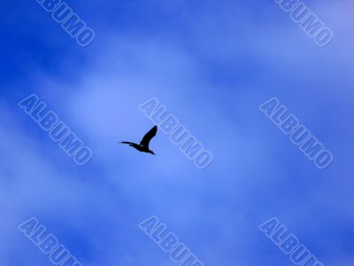 Bird Over My Head