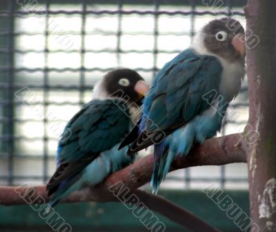 Blue Bird
