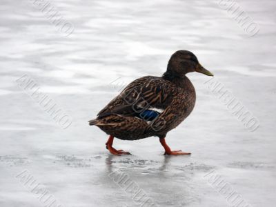Walk On Ice