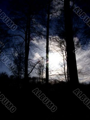 Forest Sunset