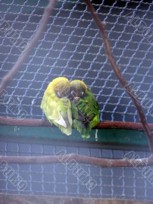 Love Birds