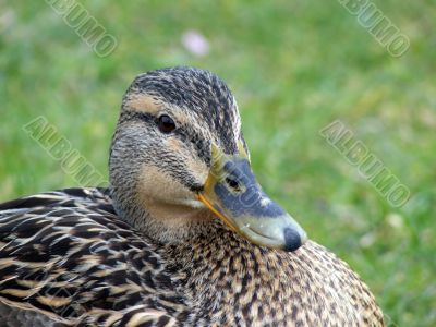 Mallard Duck Closeup