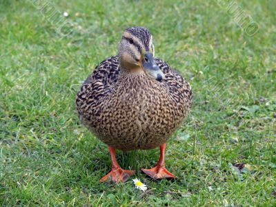 Mallard Duck & Flower