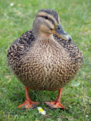 Mallard Duck & Flower