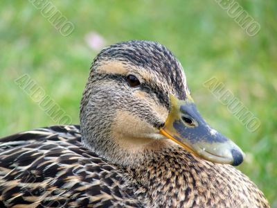 Mallard Duck Closeup