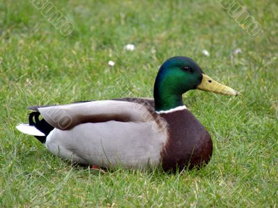 Fine Mallard Duck