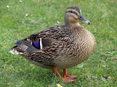 Proud Mallard Duck