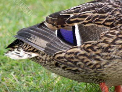 Mallard Duck Closeup