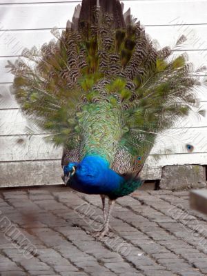 Peacock Walk