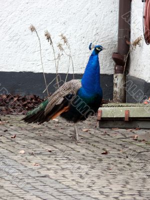 Peacock Walk