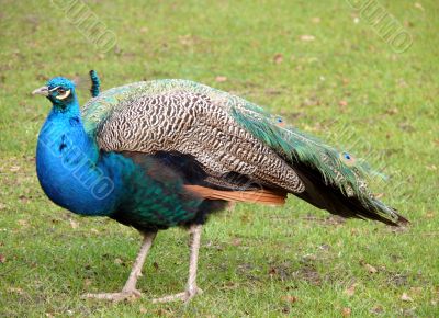 Proud Peacock