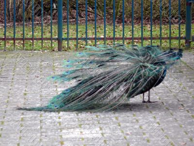 Peacock