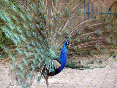 Beauty Peacock