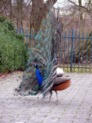 Peacock
