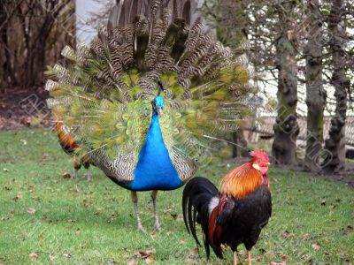 Peacock & Rooster