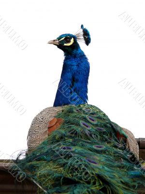 Beauty Peacock