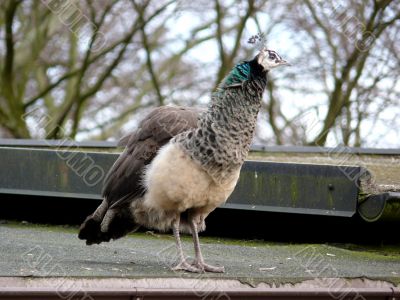 Beauty Peacock
