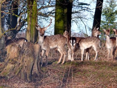 Deer