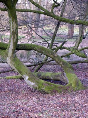 Resting Tree