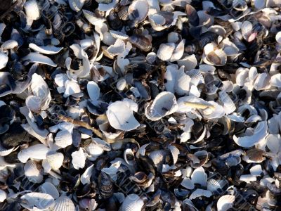Seashells