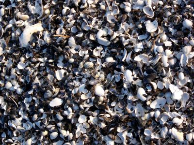 Seashells