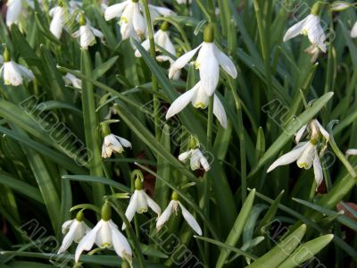 Snowdrop (Galanthus nivalis)