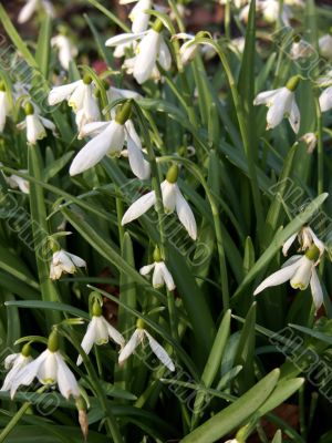 Snowdrop (Galanthus nivalis)