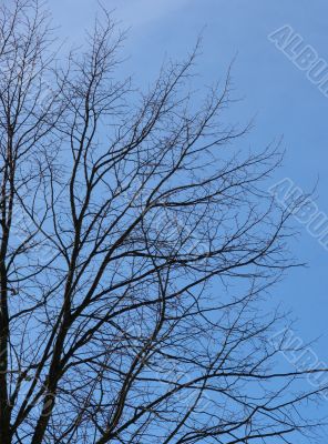 Perfect Tree