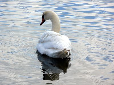 Swan