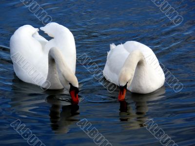 Swans Together