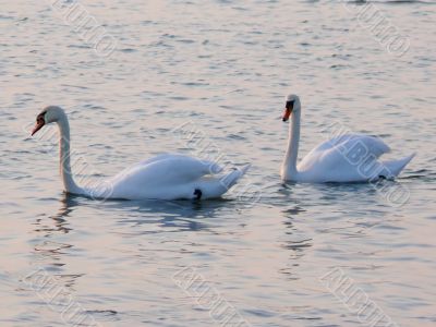 Swans Together