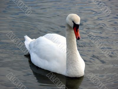 Swan