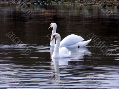 Swan Lake
