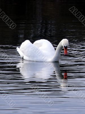 Swan Lake