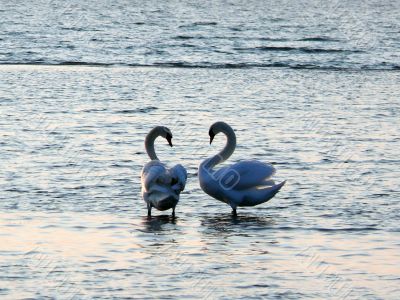 Swans Together