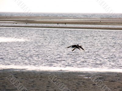 Tandem Fly