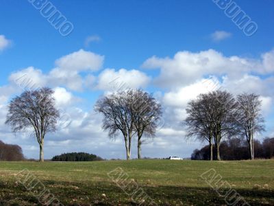 Tree Landscape