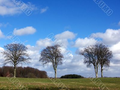 Tree Landscape