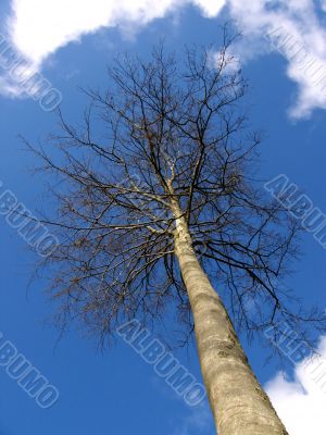 Tree In Sky