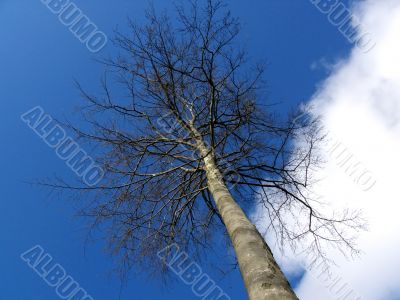 Tree In Sky