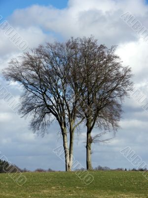 Tree Landscape