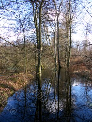 Tree Reflection