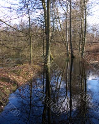 Tree Reflection