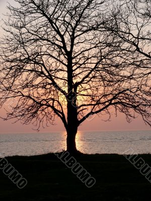 Tree In Color