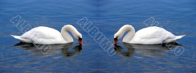 Swan Hearts