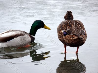 Walk On Water