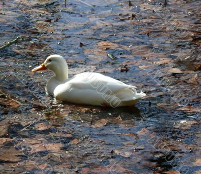 Autumn Duck