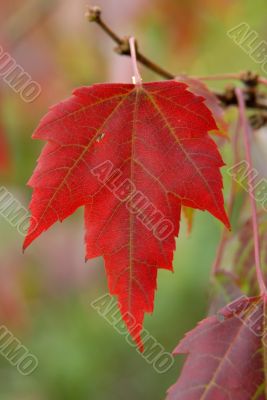 Autumn
