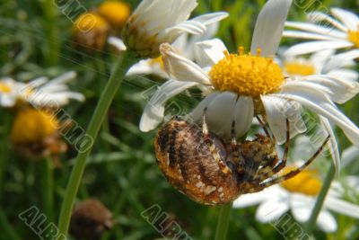 Spider on a flower