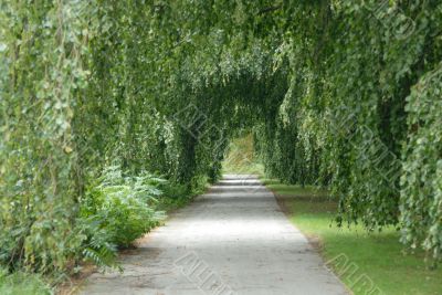 The green tunnel